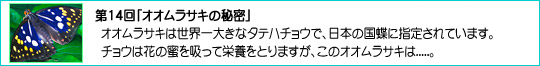 14uIITL̔閧v