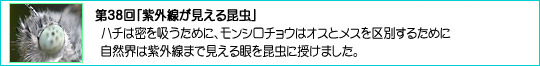 38uO鍩v