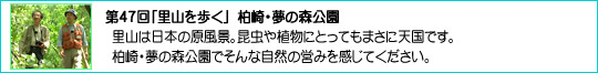 47uRvE̐X